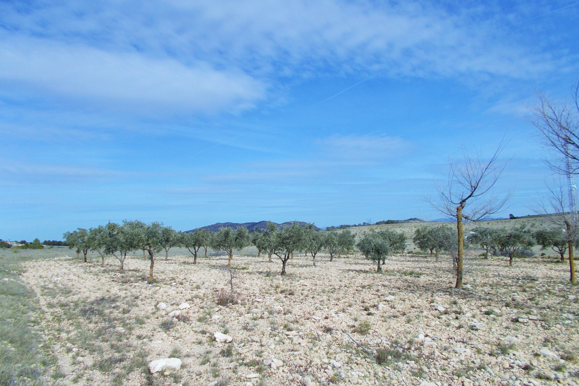 Archivado - Finca for sale - Yecla