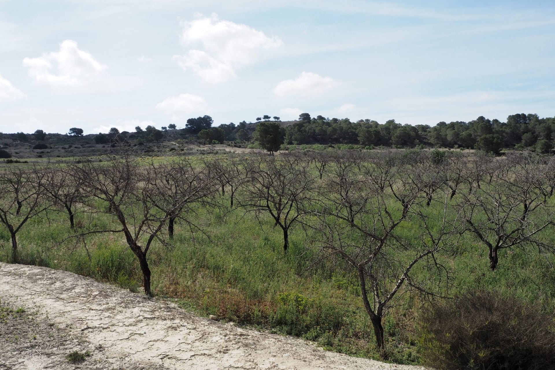 Terrain à vendre - Plot for sale - San Miguel de Salinas - Torremendo