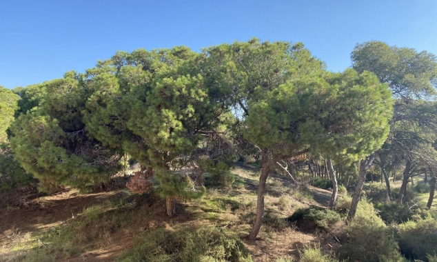 New Property for sale - Penthouse - Guardamar del Segura - Guardamar del Segura - Town Centre
